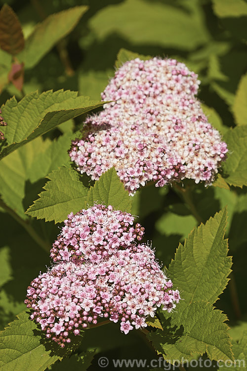 Spiraea miyabei, a spring-flowering, 1-2m high and wide deciduous shrub native to China and Japan. The tiny flowers may be creamy white or pink and are crowded in dense heads. spiraea-3326htm'>Spiraea.