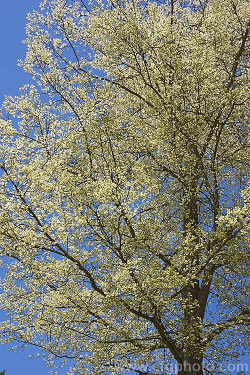 Variegated European Field or Smooth-leaved Elm (<i>Ulmus carpinifolia 'Variegata') with its new spring growth, which is quite translucent. The leaves are mottled with green rather being in a sectored or edged pattern. Order: Rosales, Family: Ulmaceae