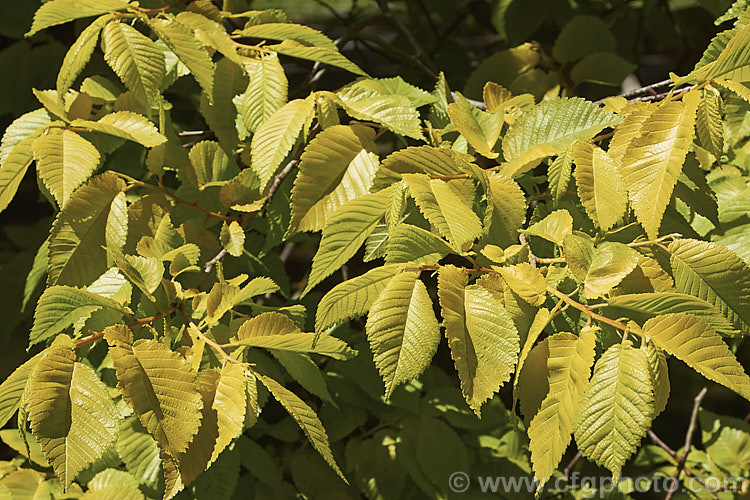 The bright yellow-green spring foliage of the Golden Elm (<i>Ulmus procera 'Louis van Houtte'). This yellow-leafed cultivar is derived from the English elm. Its exact origins are uncertain. It is quite easily confused with the Golden Wych Elm (<i>Ulmus glabra 'Lutescens'), but has smaller, stiffer leaves that become quite green in summer. Order: Rosales, Family: Ulmaceae