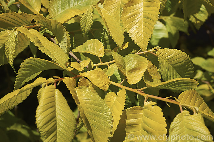 The bright yellow-green spring foliage of the Golden Elm (<i>Ulmus procera 'Louis van Houtte'). This yellow-leafed cultivar is derived from the English elm. Its exact origins are uncertain. It is quite easily confused with the Golden Wych Elm (<i>Ulmus glabra 'Lutescens'), but has smaller, stiffer leaves that become quite green in summer. Order: Rosales, Family: Ulmaceae