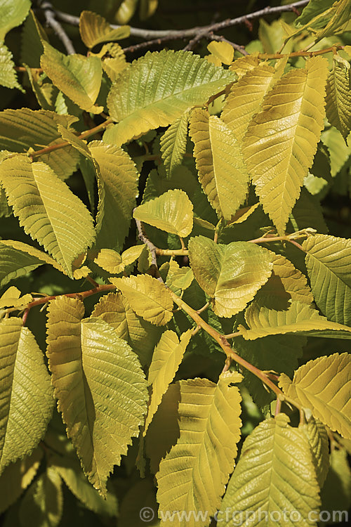 The bright yellow-green spring foliage of the Golden Elm (<i>Ulmus procera 'Louis van Houtte'). This yellow-leafed cultivar is derived from the English elm. Its exact origins are uncertain. It is quite easily confused with the Golden Wych Elm (<i>Ulmus glabra 'Lutescens'), but has smaller, stiffer leaves that become quite green in summer. Order: Rosales, Family: Ulmaceae