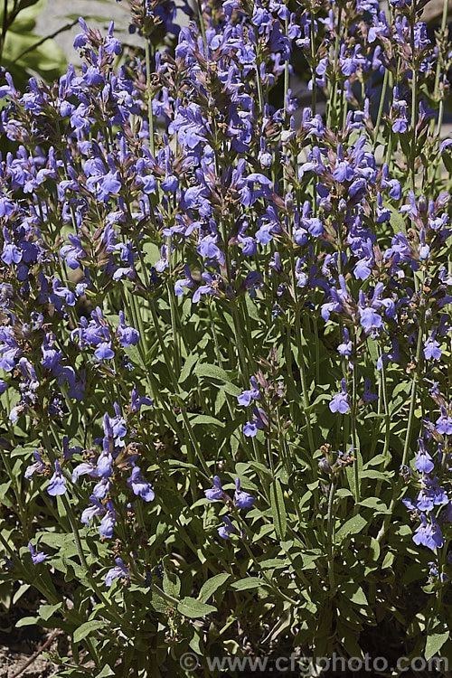 Spanish Sage (<i>Salvia lavandulifolia [syn. Salvia officinalis var. lavandulifolia</i>), a woody-based semi-evergreen perennial sage native to Spain. It is very like common sage (<i>Salvia officinalis</i>) but has rather narrow leaves with long petioles and its flower spikes are more elongated. Order: Lamiales, Family: Lamiaceae