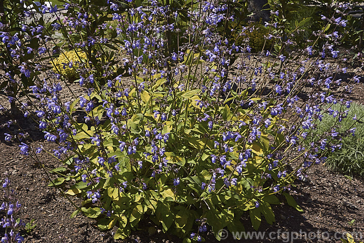 Salvia 'Adair Genge', a New Zealand -raised hybrid between Salvia officinalis and Salvia interrupta. It has strongly gold-tinted foliage and strongly erect spikes of small, quite widely spaced purple-blue flowers. Order: Lamiales, Family: Lamiaceae