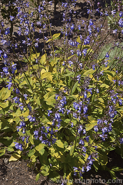 Salvia 'Adair Genge', a New Zealand -raised hybrid between Salvia officinalis and Salvia interrupta. It has strongly gold-tinted foliage and strongly erect spikes of small, quite widely spaced purple-blue flowers. Order: Lamiales, Family: Lamiaceae
