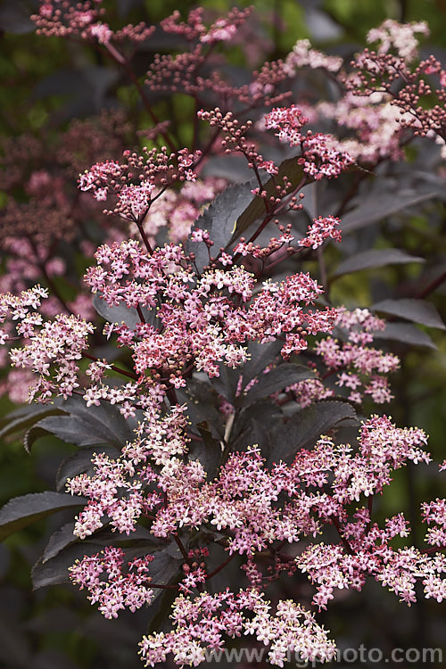 Black Beauty Elderberry (<i>Sambucus nigra 'Black Beauty'), a purple-red foliaged cultivar of a spring-flowering Eurasian deciduous shrub that often naturalises and can become a weed. Its flowers and fruit can be used for wine-making 'Black Beauty' has tiny pink flowers that op[en from darker buds. The effect is similar to 'Black Lace' except that the leflets are entire rather than finely divided like those of 'Black Lace'. Order: Dipsacales, Family: Adoxaceae