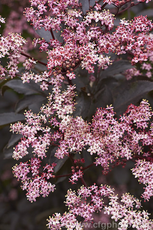 Black Beauty Elderberry (<i>Sambucus nigra 'Black Beauty'), a purple-red foliaged cultivar of a spring-flowering Eurasian deciduous shrub that often naturalises and can become a weed. Its flowers and fruit can be used for wine-making 'Black Beauty' has tiny pink flowers that op[en from darker buds. The effect is similar to 'Black Lace' except that the leflets are entire rather than finely divided like those of 'Black Lace'. Order: Dipsacales, Family: Adoxaceae