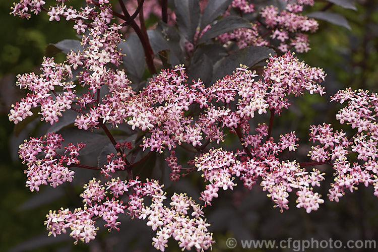 Black Beauty Elderberry (<i>Sambucus nigra 'Black Beauty'), a purple-red foliaged cultivar of a spring-flowering Eurasian deciduous shrub that often naturalises and can become a weed. Its flowers and fruit can be used for wine-making 'Black Beauty' has tiny pink flowers that op[en from darker buds. The effect is similar to 'Black Lace' except that the leflets are entire rather than finely divided like those of 'Black Lace'. Order: Dipsacales, Family: Adoxaceae
