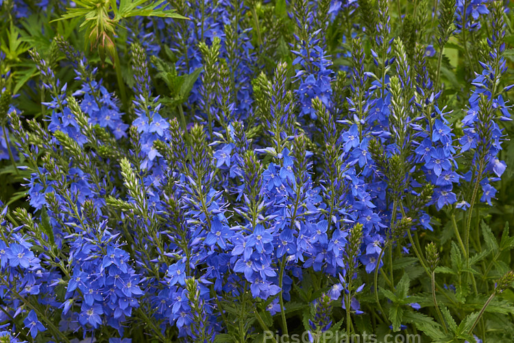 <i>Veronica austriaca</i> subsp. <i>teucrium</i> 'Royal Blue', a mid-sized, spreading form that grows to about 45cm high in flower. The parent species is a spring- to summer-flowering European perennial. Order: Lamiales, Family: Plantaginaceae