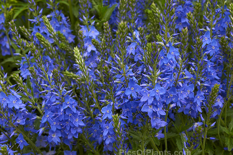 <i>Veronica austriaca</i> subsp. <i>teucrium</i> 'Royal Blue', a mid-sized, spreading form that grows to about 45cm high in flower. The parent species is a spring- to summer-flowering European perennial. Order: Lamiales, Family: Plantaginaceae