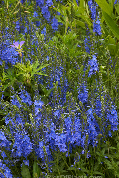 <i>Veronica austriaca</i> subsp. <i>teucrium</i> 'Royal Blue', a mid-sized, spreading form that grows to about 45cm high in flower. The parent species is a spring- to summer-flowering European perennial. Order: Lamiales, Family: Plantaginaceae