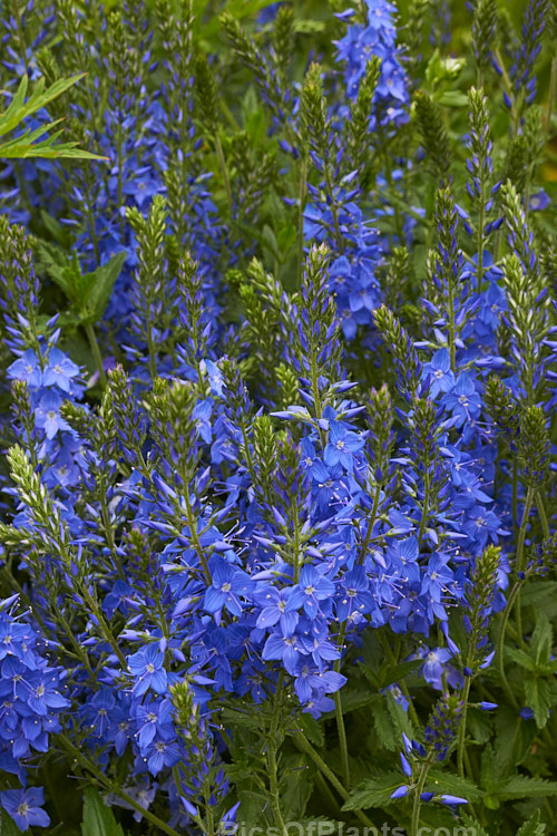 <i>Veronica austriaca</i> subsp. <i>teucrium</i> 'Royal Blue', a mid-sized, spreading form that grows to about 45cm high in flower. The parent species is a spring- to summer-flowering European perennial. Order: Lamiales, Family: Plantaginaceae