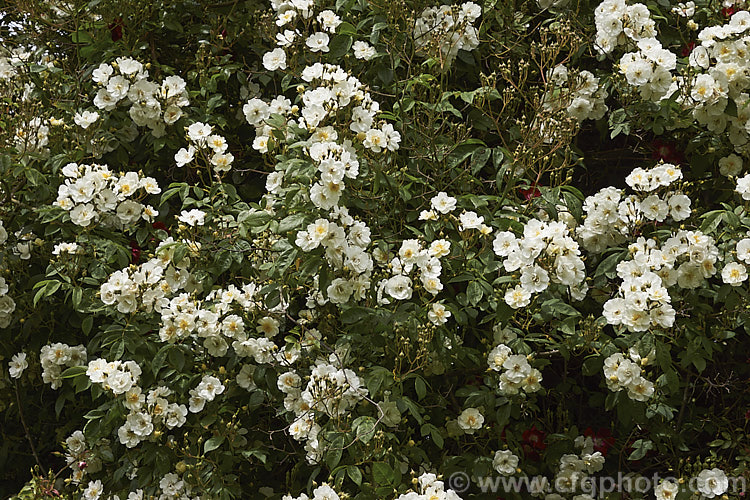 Rosa 'Seagull' (<i>Rosa multiflora x 'General. Jacqueminot', a vigorous, early, once-blooming. Rambler raised by Pritchard of England in 1907. Order: Rosales, Family: Rosaceae