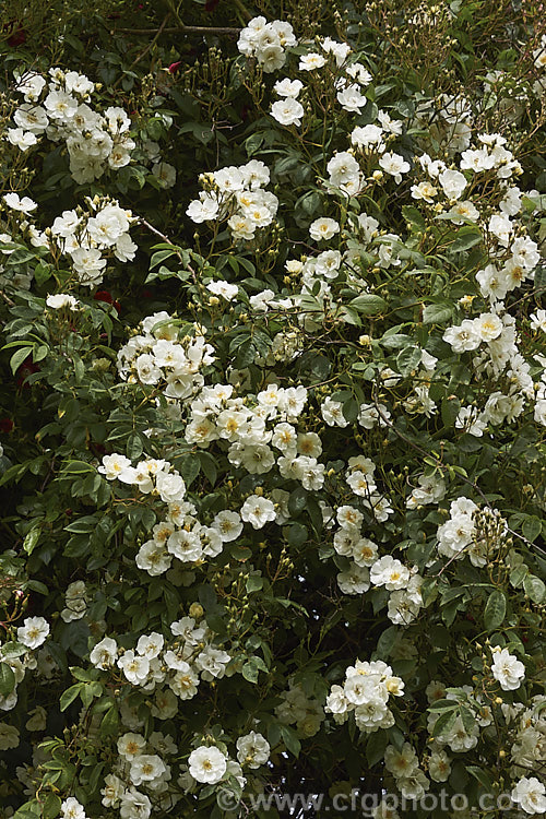 Rosa 'Seagull' (<i>Rosa multiflora x 'General. Jacqueminot', a vigorous, early, once-blooming. Rambler raised by Pritchard of England in 1907. Order: Rosales, Family: Rosaceae