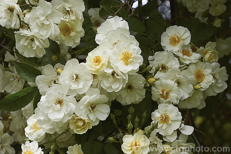 Rosa 'Seagull' (<i>Rosa multiflora x 'General. Jacqueminot', a vigorous, early, once-blooming. Rambler raised by Pritchard of England in 1907. Order: Rosales, Family: Rosaceae