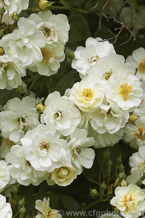 Rosa 'Seagull' (<i>Rosa multiflora x 'General. Jacqueminot', a vigorous, early, once-blooming. Rambler raised by Pritchard of England in 1907. Order: Rosales, Family: Rosaceae
