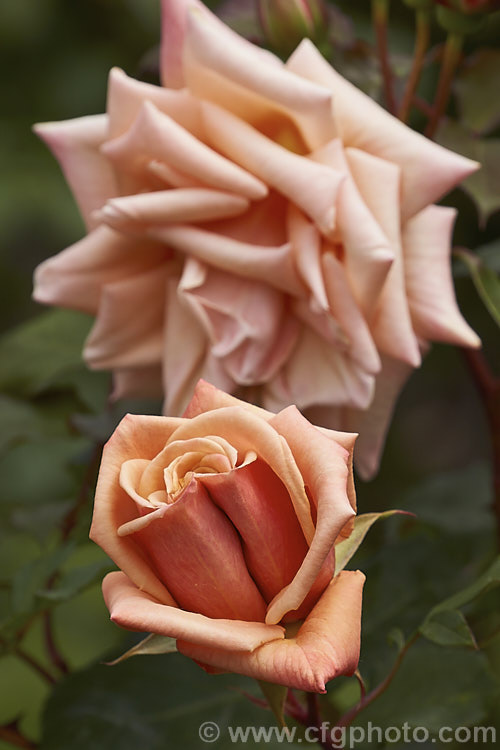 Rosa 'Vesper', a distinctively coloured. Cluster-flowered (<i>Floribunda</i>) bush rose raised by Le. Grice of England in 1966. Order: Rosales, Family: Rosaceae