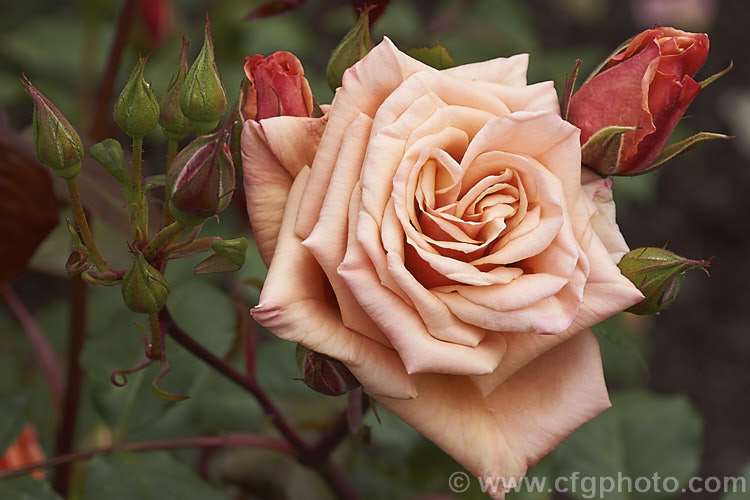 Rosa 'Vesper', a distinctively coloured. Cluster-flowered (<i>Floribunda</i>) bush rose raised by Le. Grice of England in 1966. Order: Rosales, Family: Rosaceae