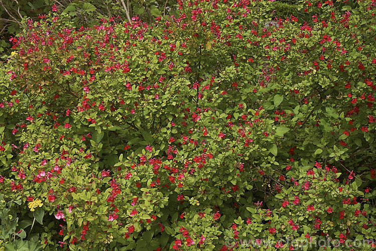 Salvia microphylla var. neurepia, a near-evergreen shrubby herb native to Mexico. Flowering throughout the warmer months, var. neurepia is taller and has larger flower spikes than the species. Order: Lamiales, Family: Lamiaceae