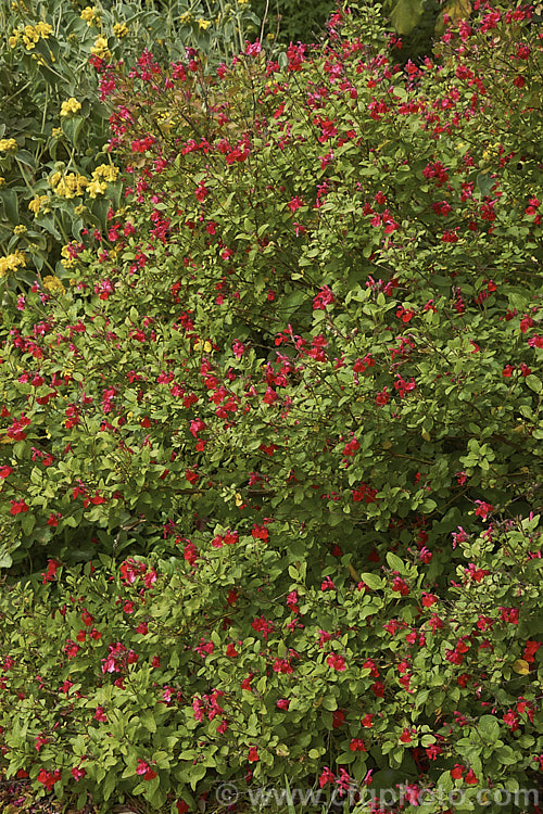 Salvia microphylla var. neurepia, a near-evergreen shrubby herb native to Mexico. Flowering throughout the warmer months, var. neurepia is taller and has larger flower spikes than the species. Order: Lamiales, Family: Lamiaceae