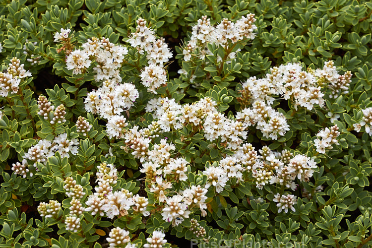 <i>Veronica pinguifolia</i> (syn. <i>Hebe pinguifolia</i>) 'Sutherlandii', a cultivar of a small, spreading shrub native to New Zealand. It grows to around 50cm high x 1m wide, has white flowers in early summer and does not differ greatly from the species except by having more strongly grey-green foliage. Order: Lamiales, Family: Plantaginaceae
