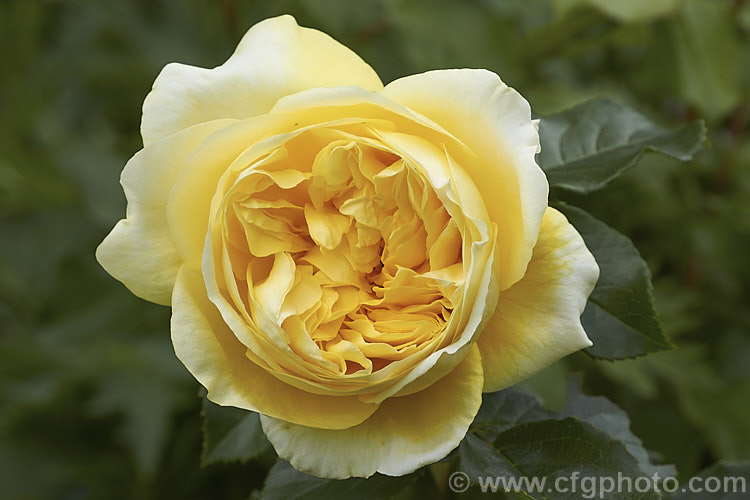 Rosa 'Happy Child' ('Iceberg' cross x 'Hero'), a David Austin. English Rose raised in 1993. It is a compact, repeat-flowering shrub that grows to around 12m high and wide. The flowers are mildly scented and made up of around 100 petals. Order: Rosales, Family: Rosaceae