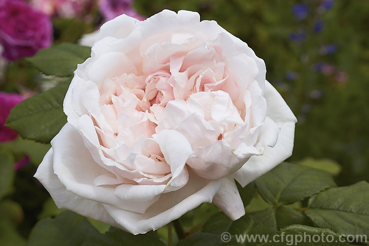 Rosa 'Mabel. Morrison' (sport of 'Baronne. Adolphe de Rothschild'), a Hybrid Perpetual raised by Pernet of France in 1868. It can grow up to 15m tall and the semi-double white to very pale pink flowers are mildly scented. Order: Rosales, Family: Rosaceae