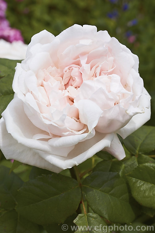 Rosa 'Mabel. Morrison' (sport of 'Baronne. Adolphe de Rothschild'), a Hybrid Perpetual raised by Pernet of France in 1868. It can grow up to 15m tall and the semi-double white to very pale pink flowers are mildly scented. Order: Rosales, Family: Rosaceae