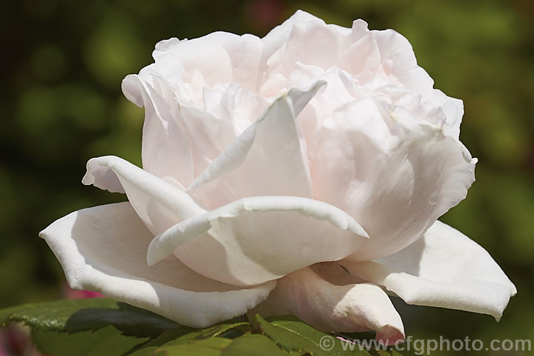 Rosa 'Mabel. Morrison' (sport of 'Baronne. Adolphe de Rothschild'), a Hybrid Perpetual raised by Pernet of France in 1868. It can grow up to 15m tall and the semi-double white to very pale pink flowers are mildly scented. Order: Rosales, Family: Rosaceae