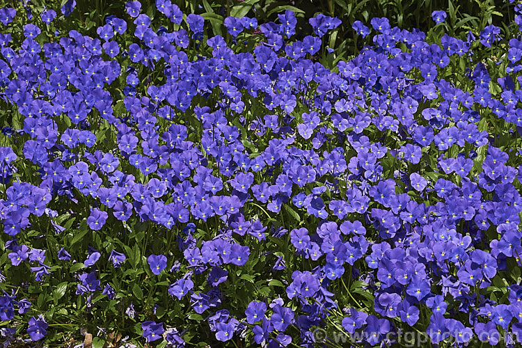 Viola 'Maggie. Mott', an evergreen perennial viola that in mild climates will flower for much of the year. The flowers are mildly scented and the colour is somewhat variable with regard to the amount of cream in the centre and the way it fades into the violet colour 'Maggie. Mott' was introduced in 1902 but did not become established as a garden favourite until the 1920s. viola-2165htm'>Viola. <a href='violaceae-plant-family-photoshtml'>Violaceae</a>.