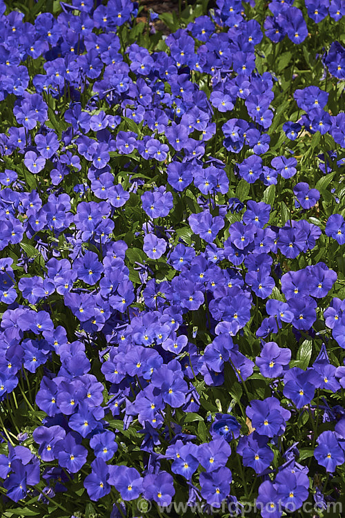 Viola 'Maggie. Mott', an evergreen perennial viola that in mild climates will flower for much of the year. The flowers are mildly scented and the colour is somewhat variable with regard to the amount of cream in the centre and the way it fades into the violet colour 'Maggie. Mott' was introduced in 1902 but did not become established as a garden favourite until the 1920s. viola-2165htm'>Viola. <a href='violaceae-plant-family-photoshtml'>Violaceae</a>.