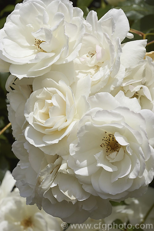 Rosa 'Iceberg' x climber ('Robin. Hood' x 'Virgo'), a climbing form of a long-flowering 1958. Cluster-flowered (<i>Floribunda</i>) raised by Kordes of Germany Order: Rosales, Family: Rosaceae