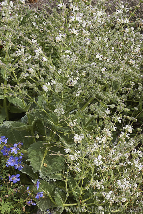Silver Leaved Sage (<i>Salvia argentea</i>), a biennial or short-lived perennial native to the Mediterranean region. It is more notable for its large, very densely hairy silver-grey leaves than for its heads of small, short-lived white and mauve-blue flowers. Order: Lamiales, Family: Lamiaceae