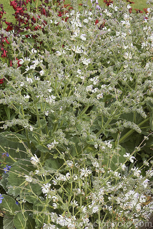 Silver Leaved Sage (<i>Salvia argentea</i>), a biennial or short-lived perennial native to the Mediterranean region. It is more notable for its large, very densely hairy silver-grey leaves than for its heads of small, short-lived white and mauve-blue flowers. Order: Lamiales, Family: Lamiaceae