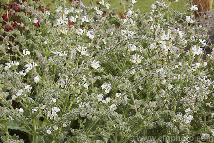 Silver Leaved Sage (<i>Salvia argentea</i>), a biennial or short-lived perennial native to the Mediterranean region. It is more notable for its large, very densely hairy silver-grey leaves than for its heads of small, short-lived white and mauve-blue flowers. Order: Lamiales, Family: Lamiaceae