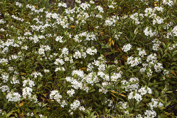 <i>Veronica decumbens</i> (syn. <i>Hebe decumbens</i>), an evergreen, early-summer-flowering shrub found in the subalpine and low alpine regions (at elevations of 450-1370m</i>) of the northern half of the South Island of New Zealand. It has a low, spreading habit but can mound up to over 30cm high. Order: Lamiales, Family: Plantaginaceae