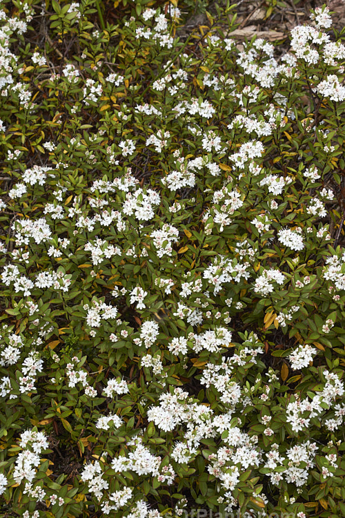 <i>Veronica decumbens</i> (syn. <i>Hebe decumbens</i>), an evergreen, early-summer-flowering shrub found in the subalpine and low alpine regions (at elevations of 450-1370m</i>) of the northern half of the South Island of New Zealand. It has a low, spreading habit but can mound up to over 30cm high. Order: Lamiales, Family: Plantaginaceae