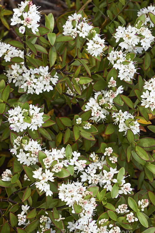<i>Veronica decumbens</i> (syn. <i>Hebe decumbens</i>), an evergreen, early-summer-flowering shrub found in the subalpine and low alpine regions (at elevations of 450-1370m</i>) of the northern half of the South Island of New Zealand. It has a low, spreading habit but can mound up to over 30cm high. Order: Lamiales, Family: Plantaginaceae