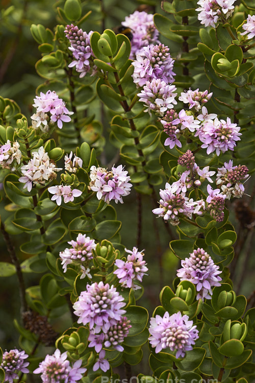 <i>Veronica</i> (syn. <i>Hebe</i>) 'Lindsayi' (syns. 'May Queen', 'Appleblossom'), a 60-80cm tall bush raised by a Mr R. Lindsay of Edinburgh, Scotland in the 19th century. Possibly a <i>Veronica amplexicaulis</i> x <i>Veronica pimeleoides</i> hybrid Order: Lamiales, Family: Plantaginaceae