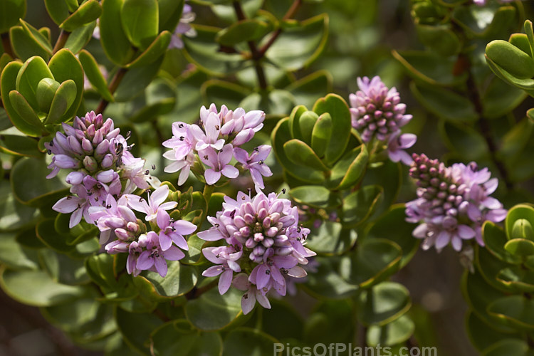 <i>Veronica</i> (syn. <i>Hebe</i>) 'Lindsayi' (syns. 'May Queen', 'Appleblossom'), a 60-80cm tall bush raised by a Mr R. Lindsay of Edinburgh, Scotland in the 19th century. Possibly a <i>Veronica amplexicaulis</i> x <i>Veronica pimeleoides</i> hybrid Order: Lamiales, Family: Plantaginaceae
