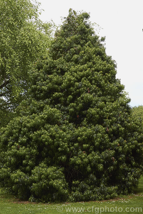 Podocarpus macrophyllus var. macrophyllus, the largest-leafed form of the Bigleaf Podocarp or Kusamaki, an evergreen, 15m tall, coniferous tree native to Japan, China and Taiwan . The leaves of young plants may be up to 18cm long, but those of adult trees rarely exceed 10cm. The seeds are partly enclosed within a fleshy red receptacle. Order: Araucariales, Family: Podocarpaceae