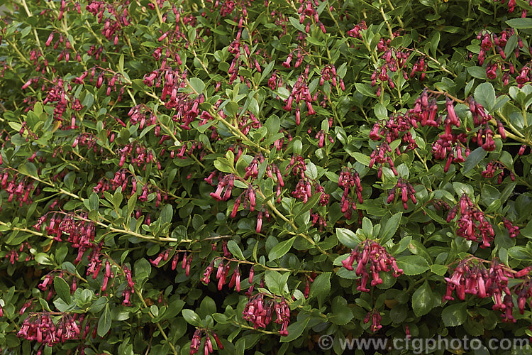 Escallonia rubra var. macrantha, a crimson-flowered variety of a pink- to red-flowered evergreen shrub native to Chile. It can grow to 4 m high and flowers from late spring until well into autumn. escallonia-2244htm'>Escallonia. <a href='escalloniaceae-plant-family-photoshtml'>Escalloniaceae</a>.