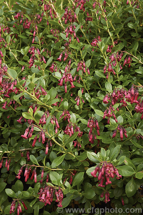 Escallonia rubra var. macrantha, a crimson-flowered variety of a pink- to red-flowered evergreen shrub native to Chile. It can grow to 4 m high and flowers from late spring until well into autumn. escallonia-2244htm'>Escallonia. <a href='escalloniaceae-plant-family-photoshtml'>Escalloniaceae</a>.