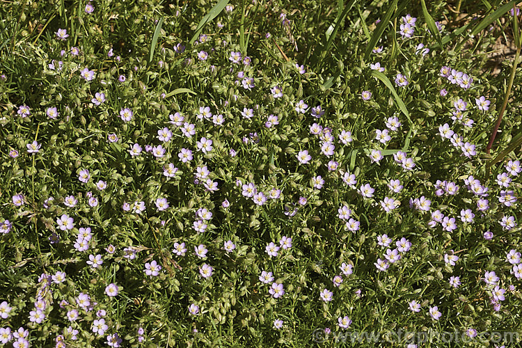 Rock Sea-spurrey (<i>Spergularia rupicola</i>), a very small, spreading, prostrate, short-lived perennial with green to grey-green foliage and tiny, 4-petalled pink flowers that open from late spring. While sometimes cultivated in rockeries, it is most often seen as a wildflower or minor weed. It occurs naturally around the coast of Ireland and western Britain and has naturalised in other areas. spergularia-3322htm'>Spergularia. Order: Caryophyllales, Family: Caryophyllaceae