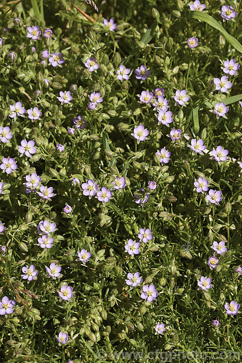 Rock Sea-spurrey (<i>Spergularia rupicola</i>), a very small, spreading, prostrate, short-lived perennial with green to grey-green foliage and tiny, 4-petalled pink flowers that open from late spring. While sometimes cultivated in rockeries, it is most often seen as a wildflower or minor weed. It occurs naturally around the coast of Ireland and western Britain and has naturalised in other areas. spergularia-3322htm'>Spergularia. Order: Caryophyllales, Family: Caryophyllaceae