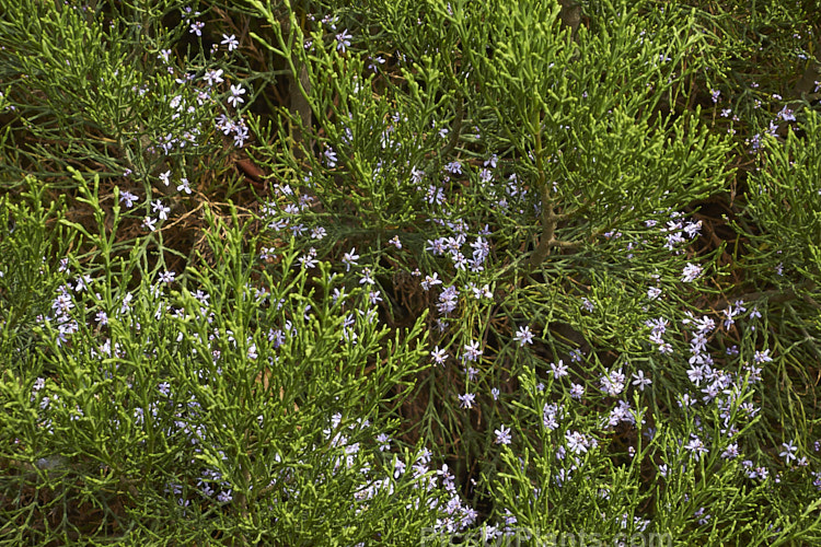 Cypress Hebe (<i>Veronica cupressoides</i> [syn. <i>Hebe cupressoides</i>, <i>Leonohebe cupressoides</i>]), an evergreen, summer-flowering shrub native to the eastern South Island of New Zealand, where it occurs at elevations up to 1500m. The small pale blue flowers are often largely hidden by the fine, conifer-like foliage. Order: Lamiales, Family: Plantaginaceae