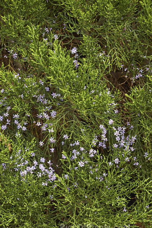 Cypress Hebe (<i>Veronica cupressoides</i> [syn. <i>Hebe cupressoides</i>, <i>Leonohebe cupressoides</i>]), an evergreen, summer-flowering shrub native to the eastern South Island of New Zealand, where it occurs at elevations up to 1500m. The small pale blue flowers are often largely hidden by the fine, conifer-like foliage. Order: Lamiales, Family: Plantaginaceae