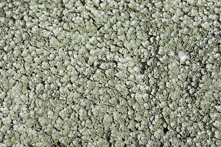 Raoulia hookeri, a low, spreading scabweed that forms a mat of fine silver-grey foliage rosettes. It can grow to 60cm wide and is a New Zealand native found the central North Island southwards from sea level to 1800m. It prefers to grow in sandy or gravelly soil and is often found in riverbeds, where its silver-grey colouration makes it hard to see among the similarly coloured stones and pebbles. Minute white to cream flowerheads appear from spring