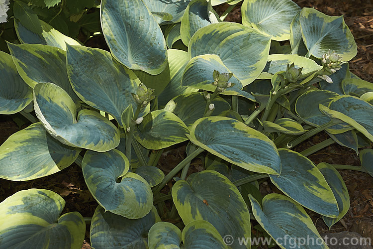 Hosta tokudama 'Flavocircinalis' (syn. H t forma flavocircinalis</i>), a cultivar of a hosta native to Japan, with blue-green leaves that have a broad yellow-green edge. It retains its foliage colour well even in quite deep shade. Hosta tokudama is most likely not true species as it is unknown in the wild. hosta-2110htm'>Hosta.
