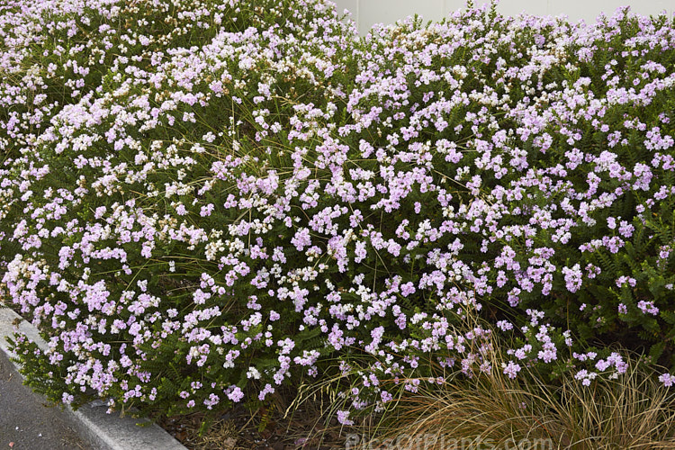 <i>Veronica</i> (syn. <i>Hebe</i>) 'Lindsayi' (syns. 'May Queen', 'Appleblossom'), a 60-80cm tall bush raised by a Mr R. Lindsay of Edinburgh, Scotland in the 19th century. Possibly a <i>Veronica amplexicaulis</i> x <i>Veronica pimeleoides</i> hybrid Order: Lamiales, Family: Plantaginaceae
