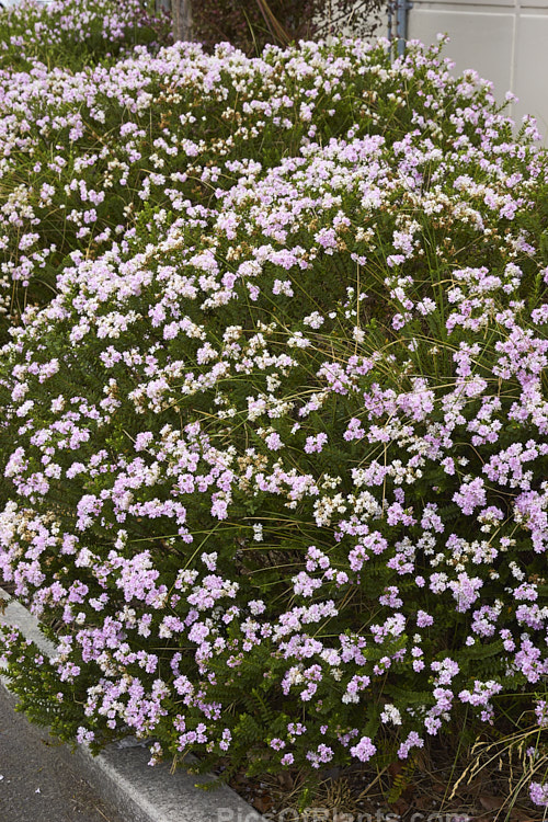 <i>Veronica</i> (syn. <i>Hebe</i>) 'Lindsayi' (syns. 'May Queen', 'Appleblossom'), a 60-80cm tall bush raised by a Mr R. Lindsay of Edinburgh, Scotland in the 19th century. Possibly a <i>Veronica amplexicaulis</i> x <i>Veronica pimeleoides</i> hybrid Order: Lamiales, Family: Plantaginaceae